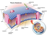 Cell Membrane Worksheets, Free Cell Transport Lessons
